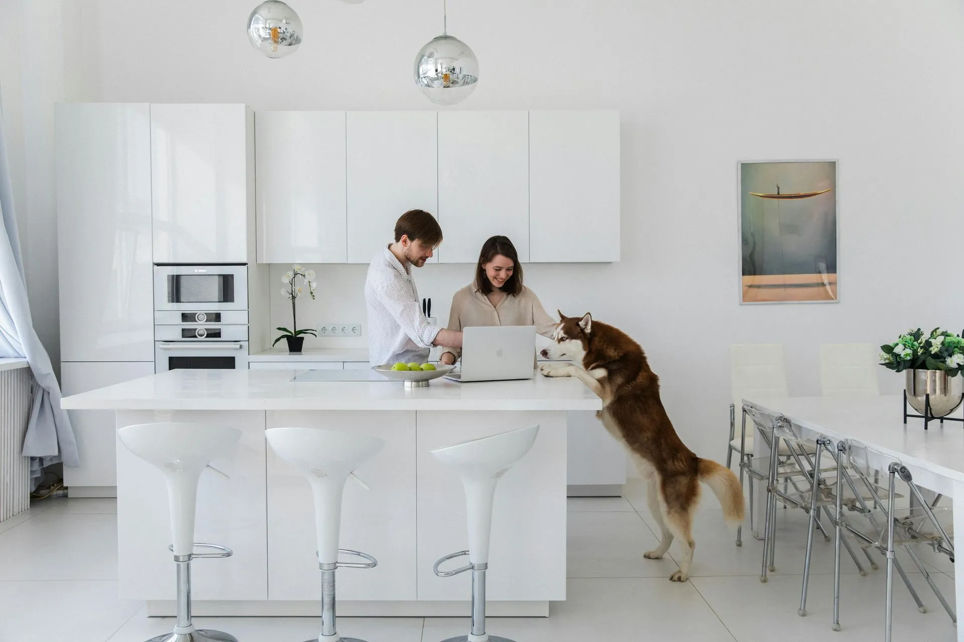 A couple in a white kitchen using a laptop on the island, with a brown and white husky standing on its hind legs, reaching over the counter.